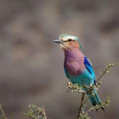 Агрорынок Африки: куда заходить с российскими продуктами и как выстроить экспорт под дистрибьютора